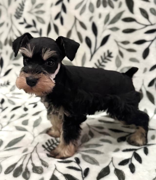 Miniature Schnauzer Puppy! media 2