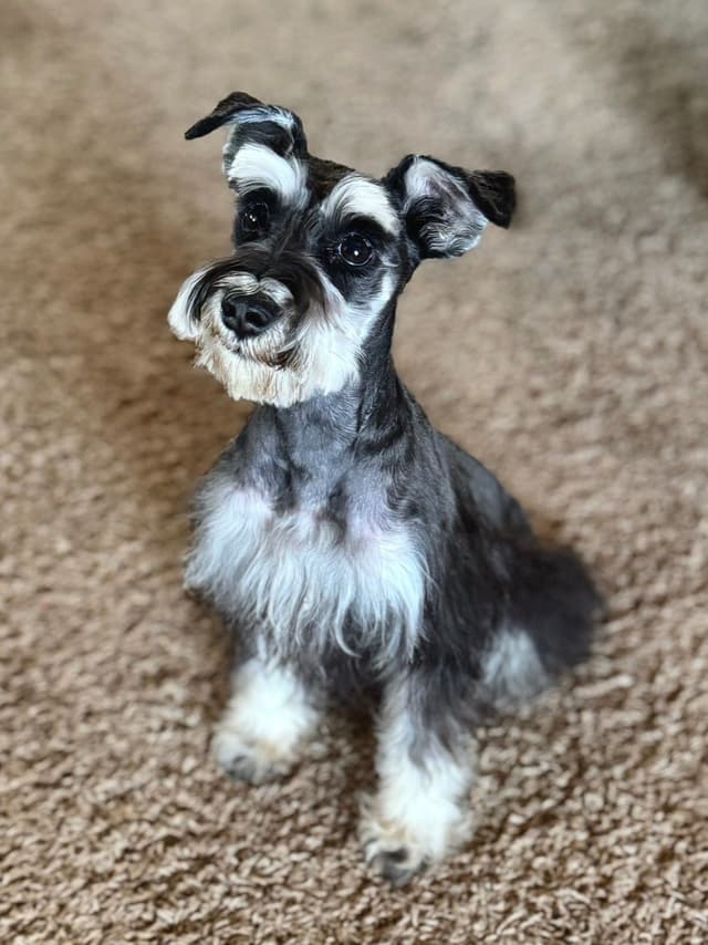 Miniature Schnauzer Puppy! media 3