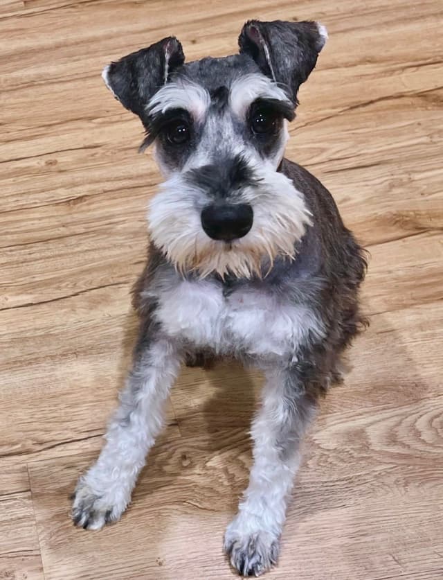 Miniature Schnauzer Puppy! media 4