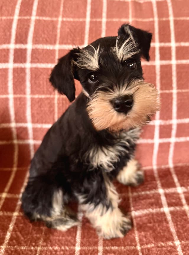Miniature Schnauzer Puppy! media 5