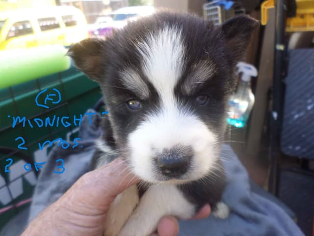 SIBERIAN HUSKY "WOOLIE" PUPPIES media 12