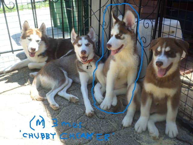SIBERIAN HUSKY "WOOLIE" PUPPIES media 4