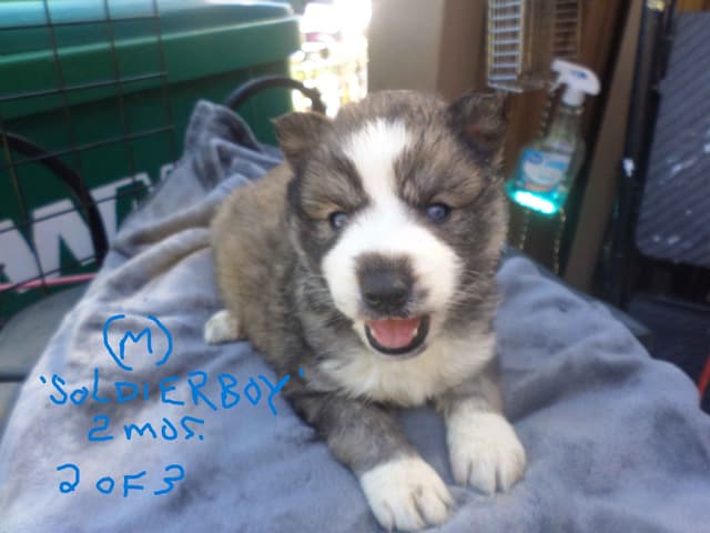 SIBERIAN HUSKY "WOOLIE" PUPPIES media 10