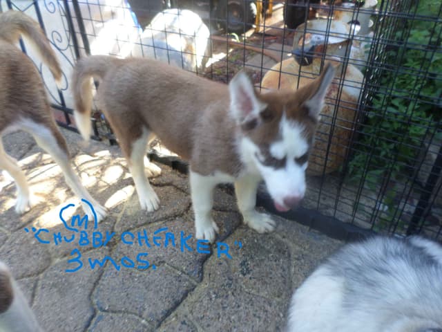 SIBERIAN HUSKY "WOOLIE" PUPPIES media 13