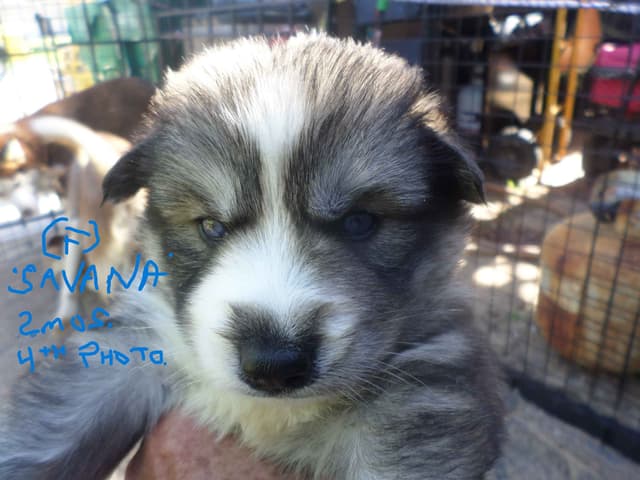 SIBERIAN HUSKY "WOOLIE" PUPPIES media 15