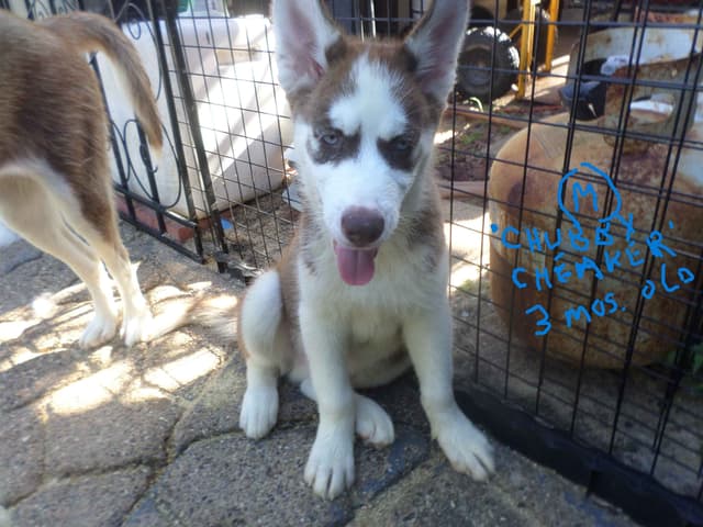 SIBERIAN HUSKY "WOOLIE" PUPPIES media 6