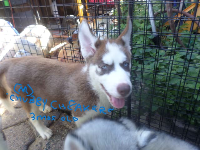 SIBERIAN HUSKY "WOOLIE" PUPPIES media 16