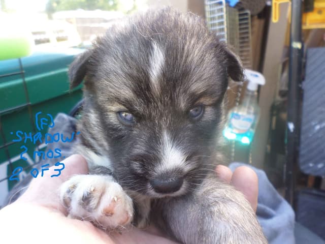 SIBERIAN HUSKY "WOOLIE" PUPPIES media 18