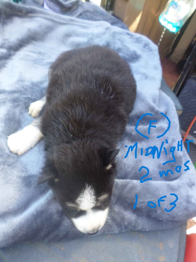SIBERIAN HUSKY "WOOLIE" PUPPIES media 21