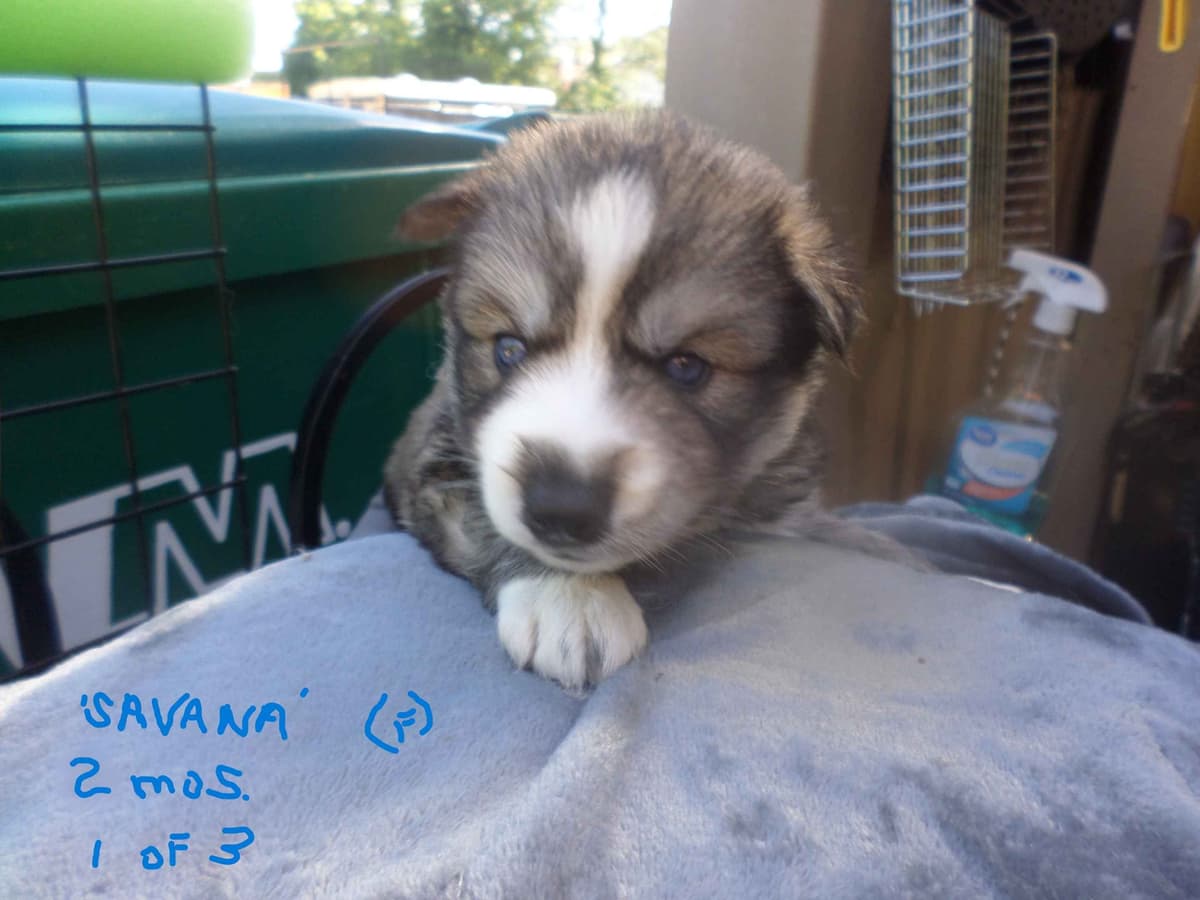 SIBERIAN HUSKY "WOOLIE" PUPPIES breeder image 1