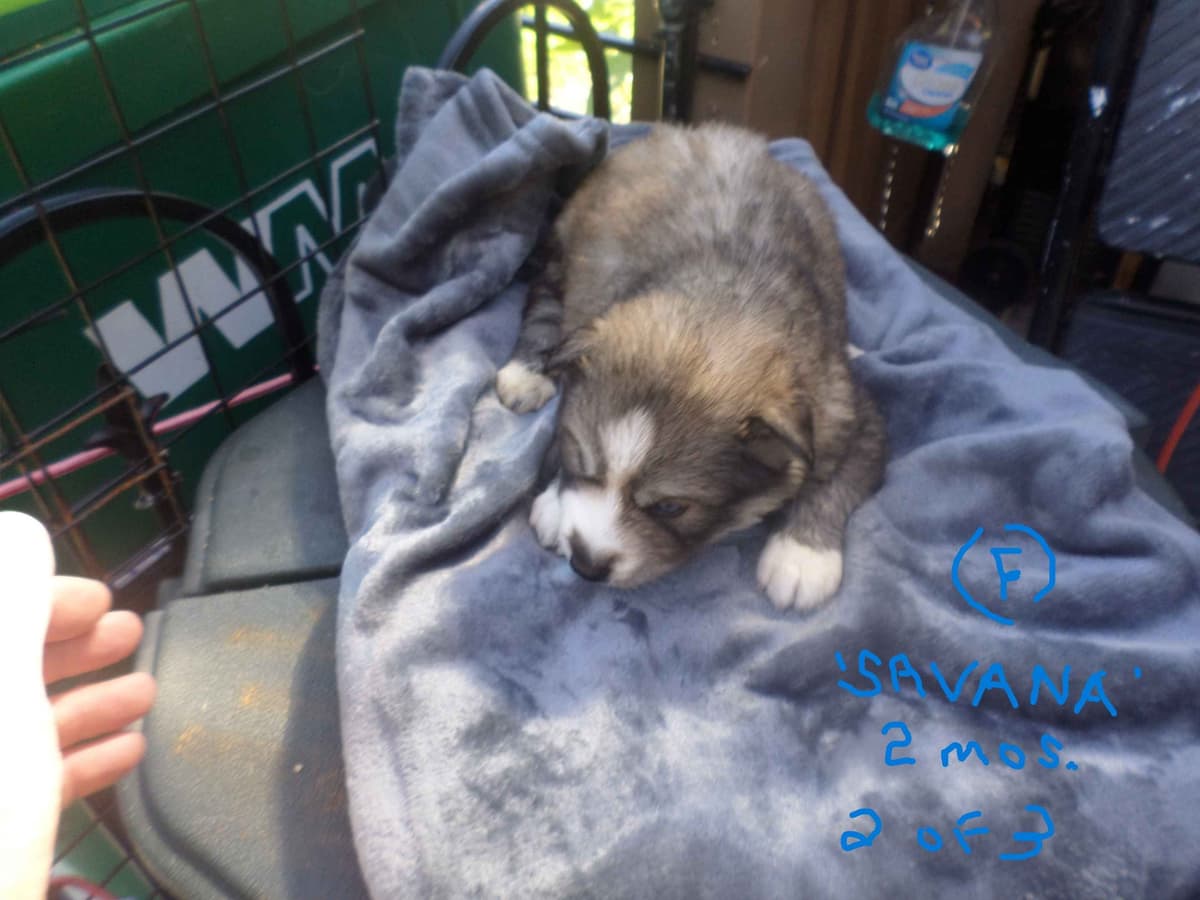 SIBERIAN HUSKY "WOOLIE" PUPPIES breeder image 20