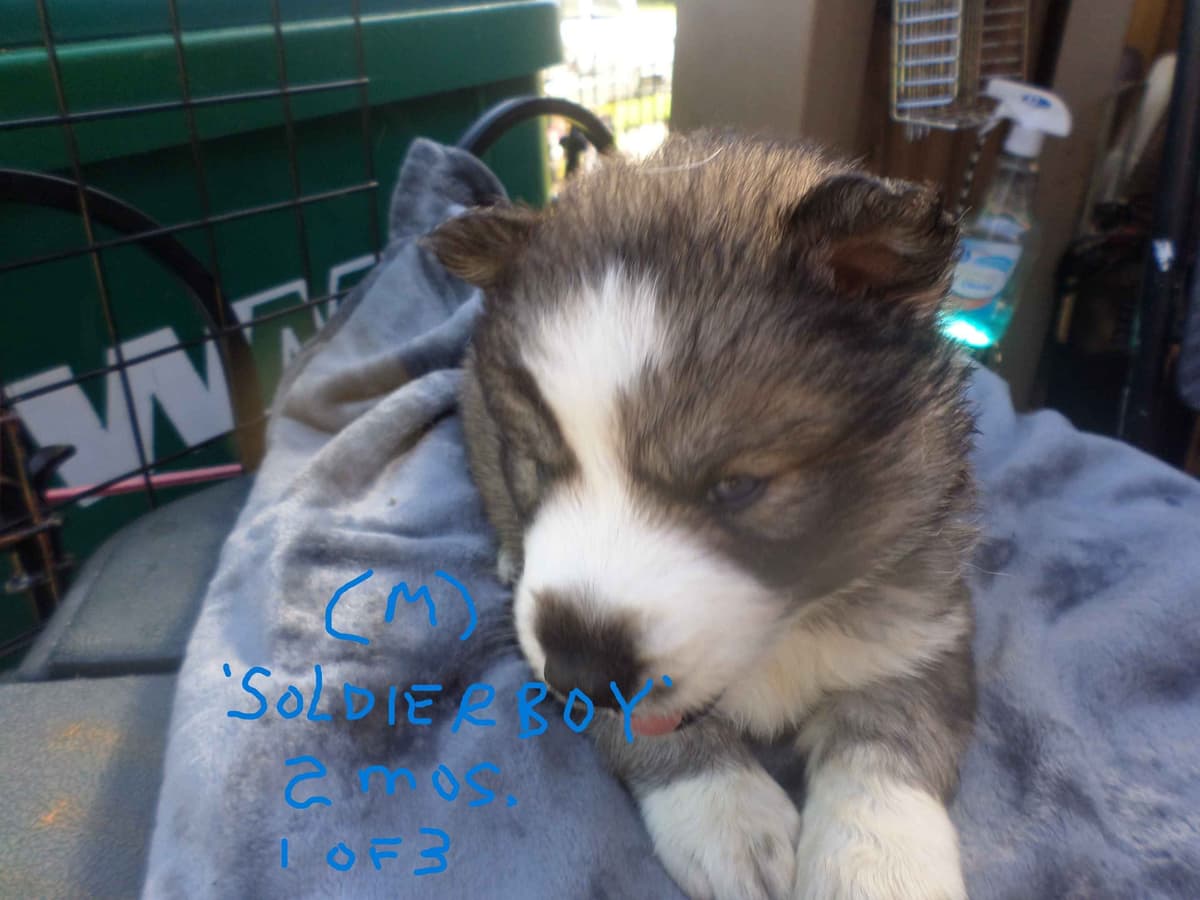 SIBERIAN HUSKY "WOOLIE" PUPPIES breeder image 14