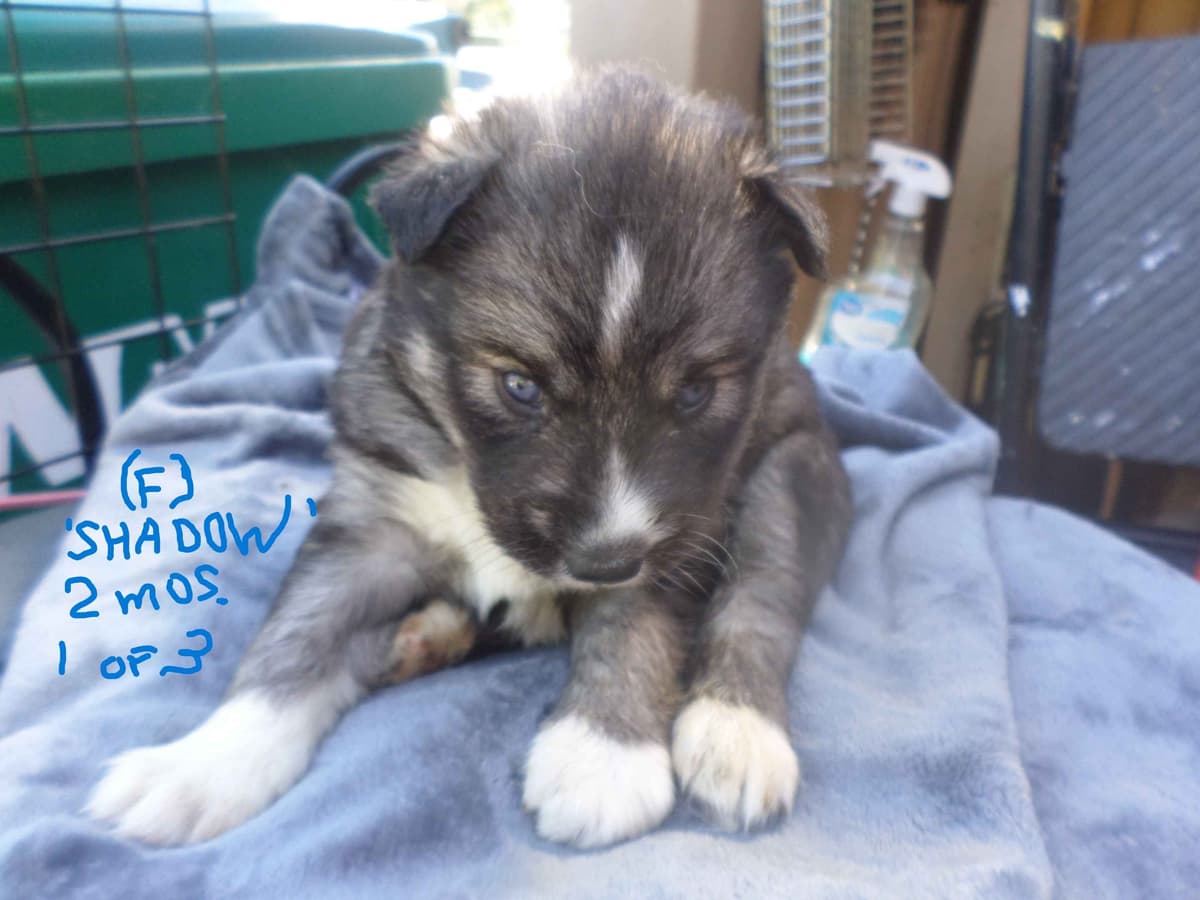 SIBERIAN HUSKY "WOOLIE" PUPPIES breeder image 8