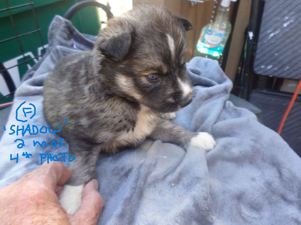 SIBERIAN HUSKY "WOOLIE" PUPPIES breeder image 9