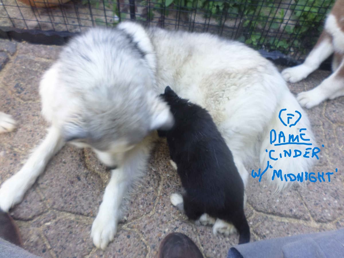 SIBERIAN HUSKY "WOOLIE" PUPPIES breeder image 18