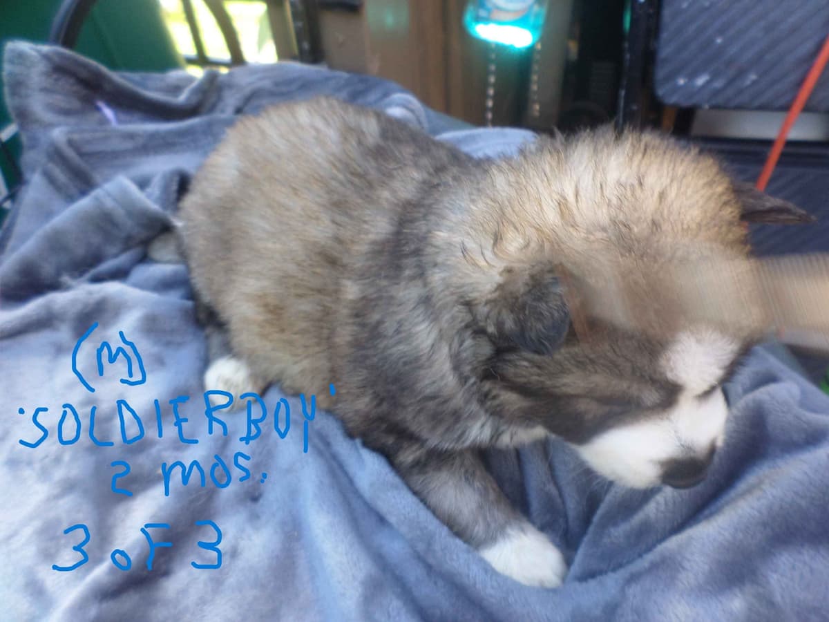 SIBERIAN HUSKY "WOOLIE" PUPPIES breeder image 2