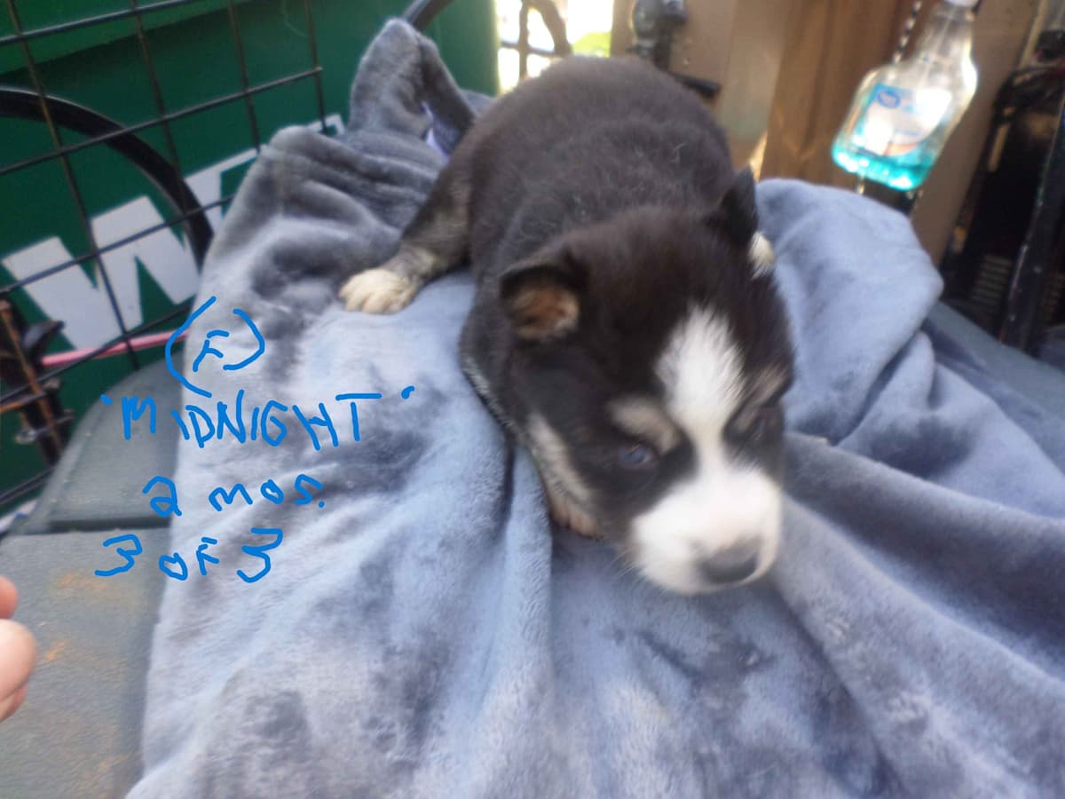 SIBERIAN HUSKY "WOOLIE" PUPPIES breeder image 3