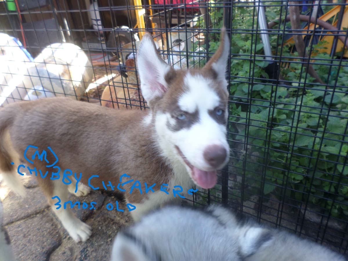 SIBERIAN HUSKY "WOOLIE" PUPPIES breeder image 12