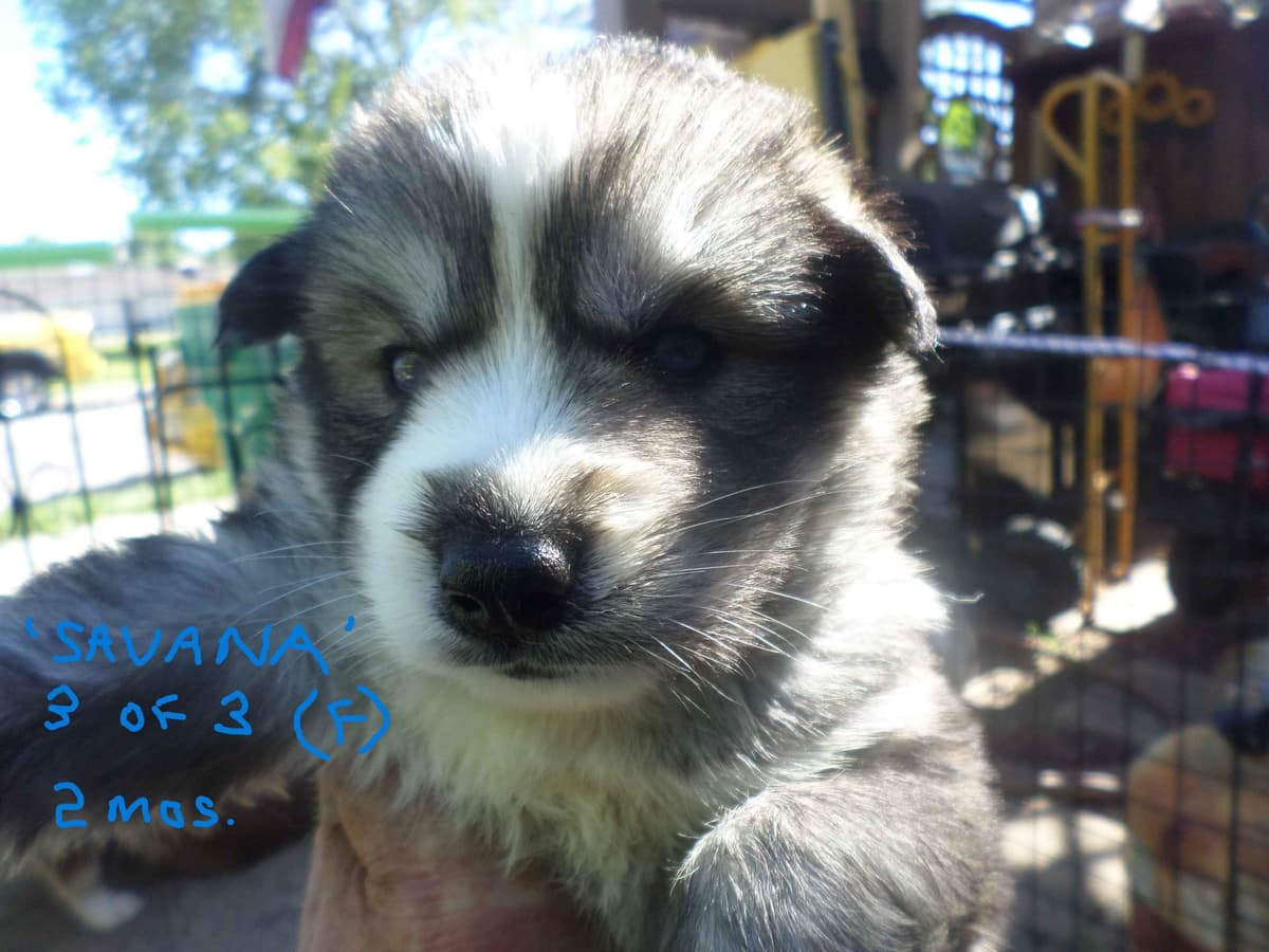 SIBERIAN HUSKY "WOOLIE" PUPPIES breeder image 6