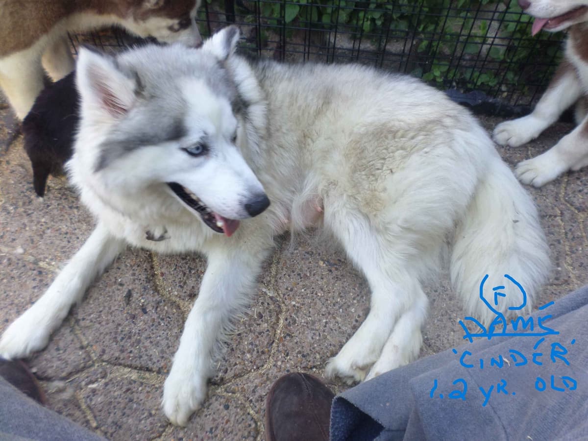 SIBERIAN HUSKY "WOOLIE" PUPPIES breeder image 21