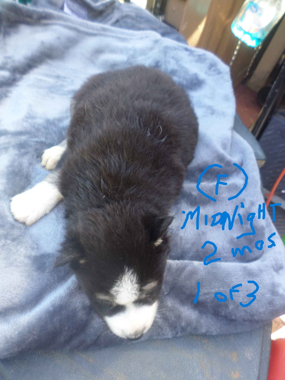 SIBERIAN HUSKY "WOOLIE" PUPPIES breeder image 22