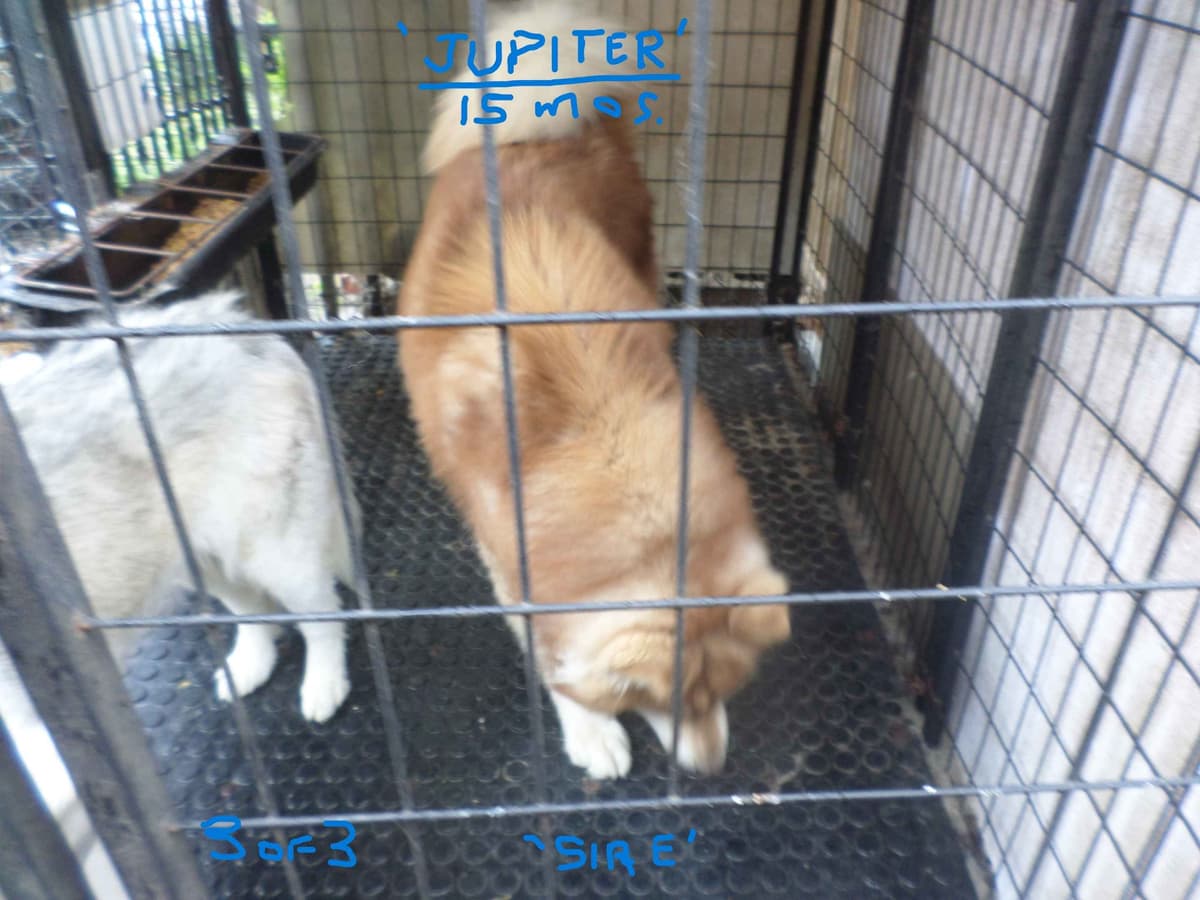 SIBERIAN HUSKY "WOOLIE" PUPPIES breeder image 23