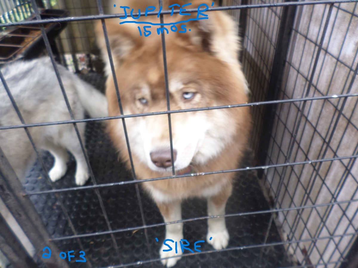 SIBERIAN HUSKY "WOOLIE" PUPPIES breeder image 24