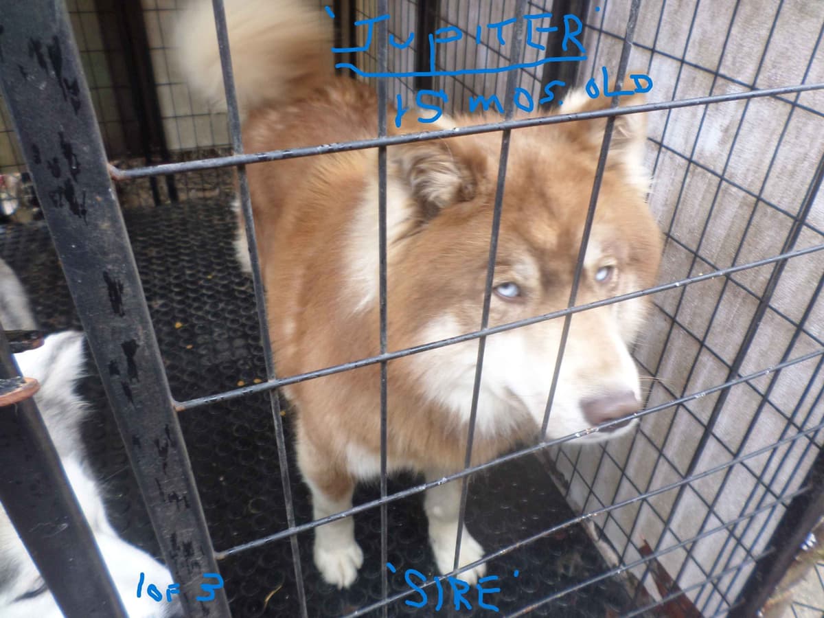SIBERIAN HUSKY "WOOLIE" PUPPIES breeder image 25