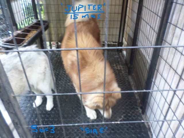 SIBERIAN HUSKY "WOOLIE" PUPPIES media 24