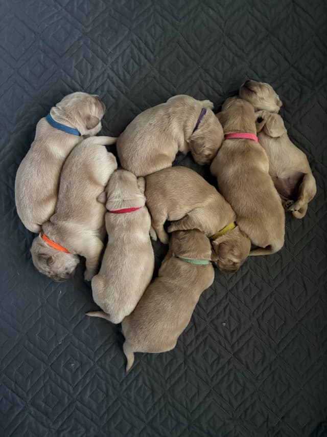 Golden Retriever Puppies media 3