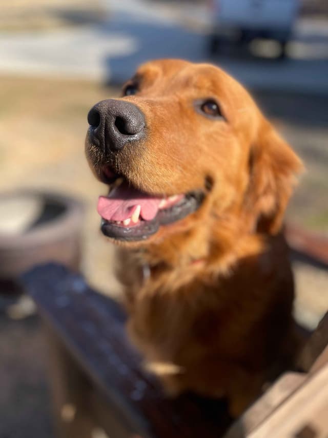 Golden Retriever Puppies media 6