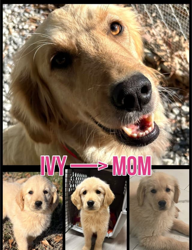 Golden Retriever Puppies media 8