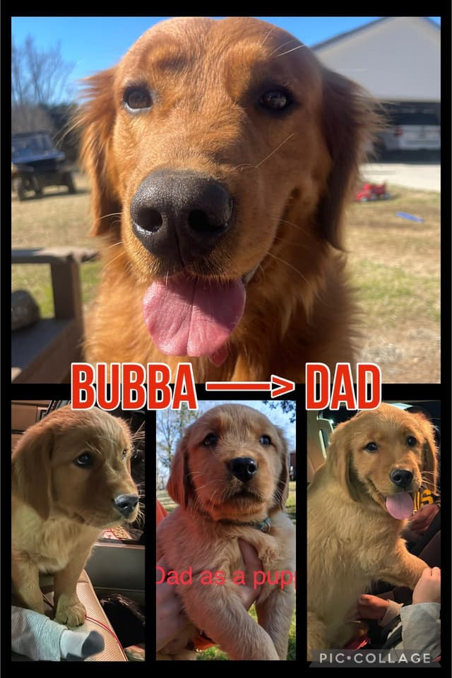 Golden Retriever Puppies media 9
