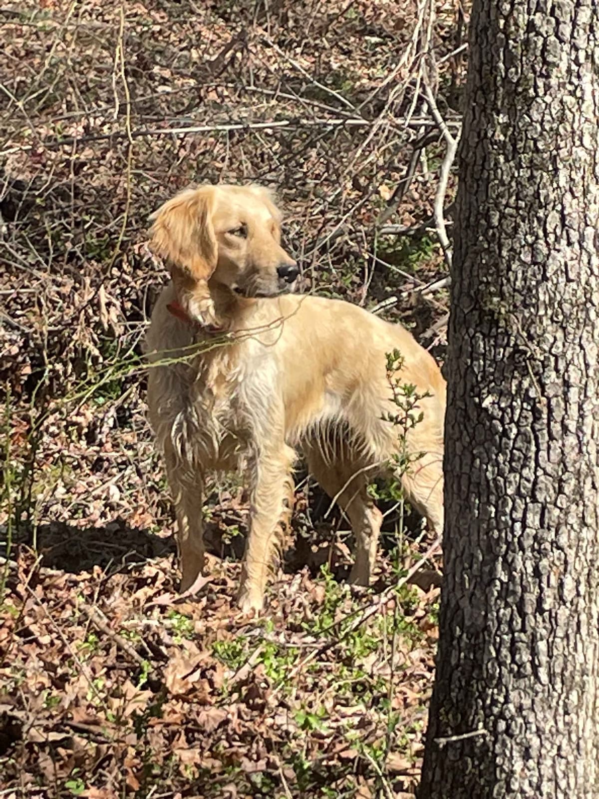 Golden Retriever Puppies breeder image 4
