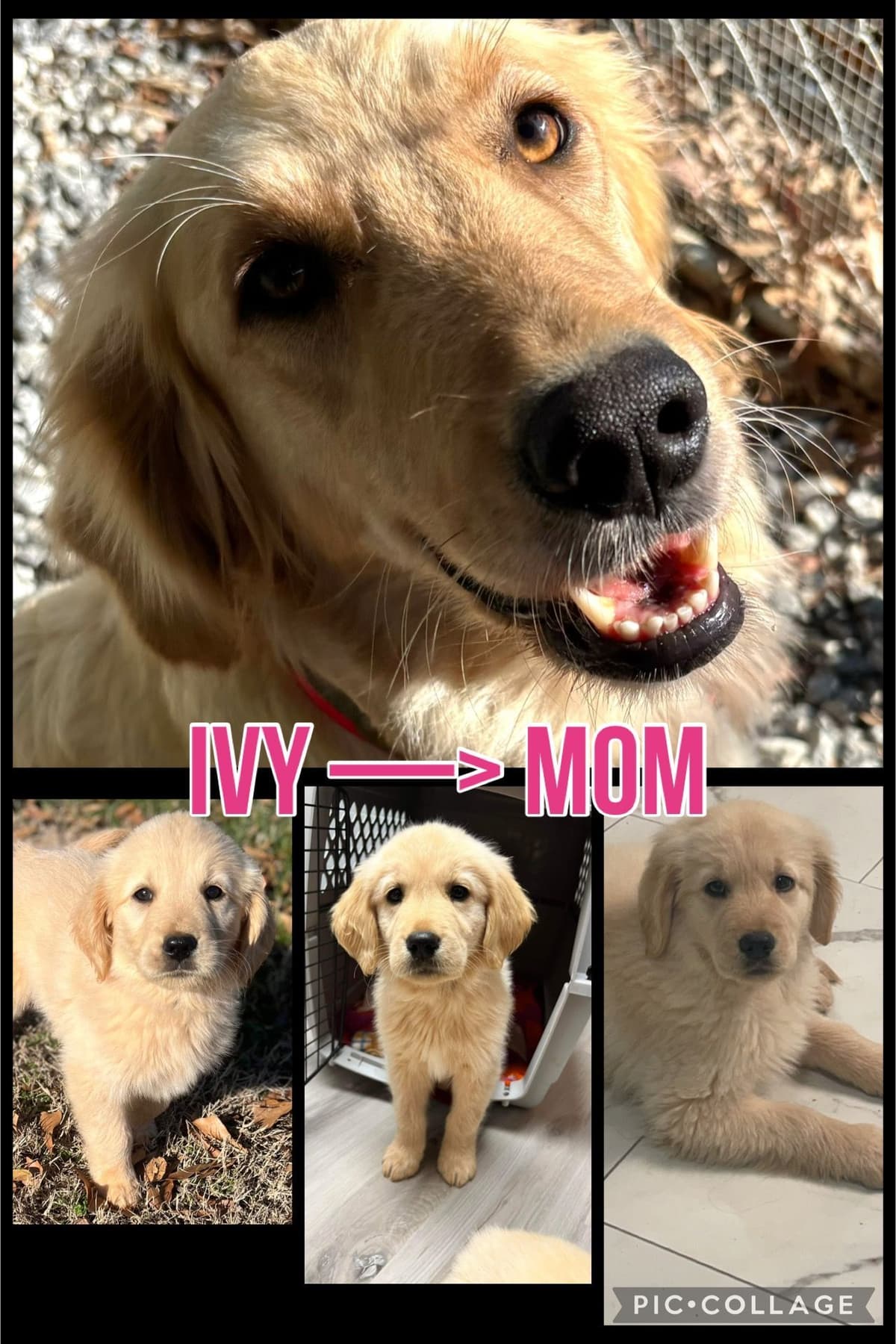 Golden Retriever Puppies breeder image 6