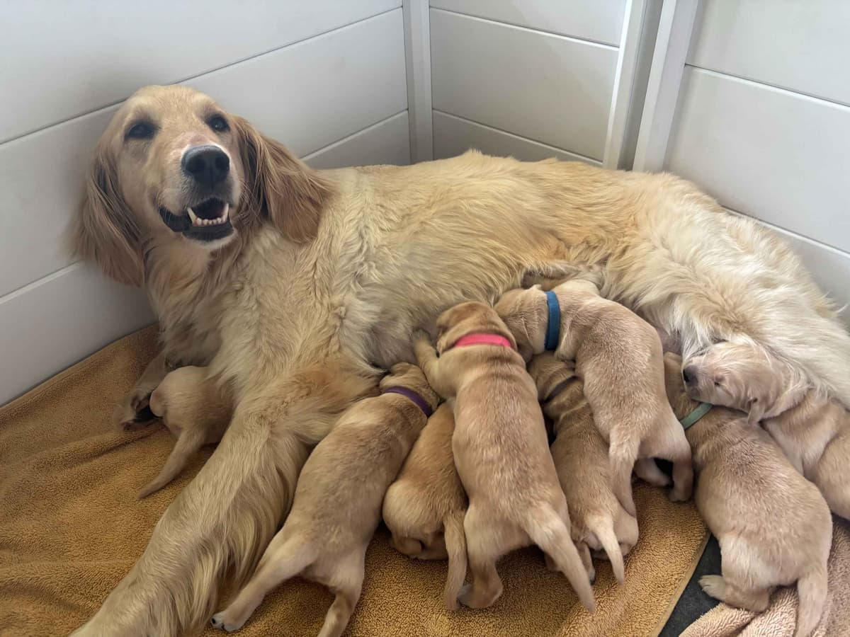 Golden Retriever Puppies breeder image 1