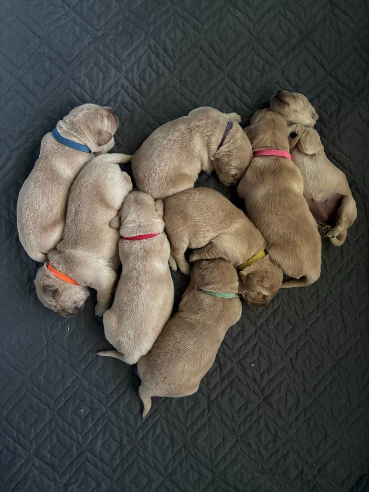 Golden Retriever Puppies breeder image 5
