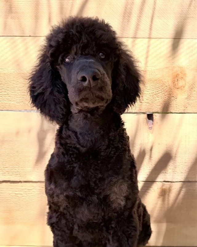 Standard poodle puppies media 2