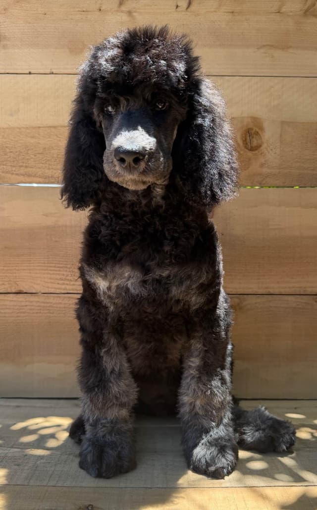Standard poodle puppies media 3