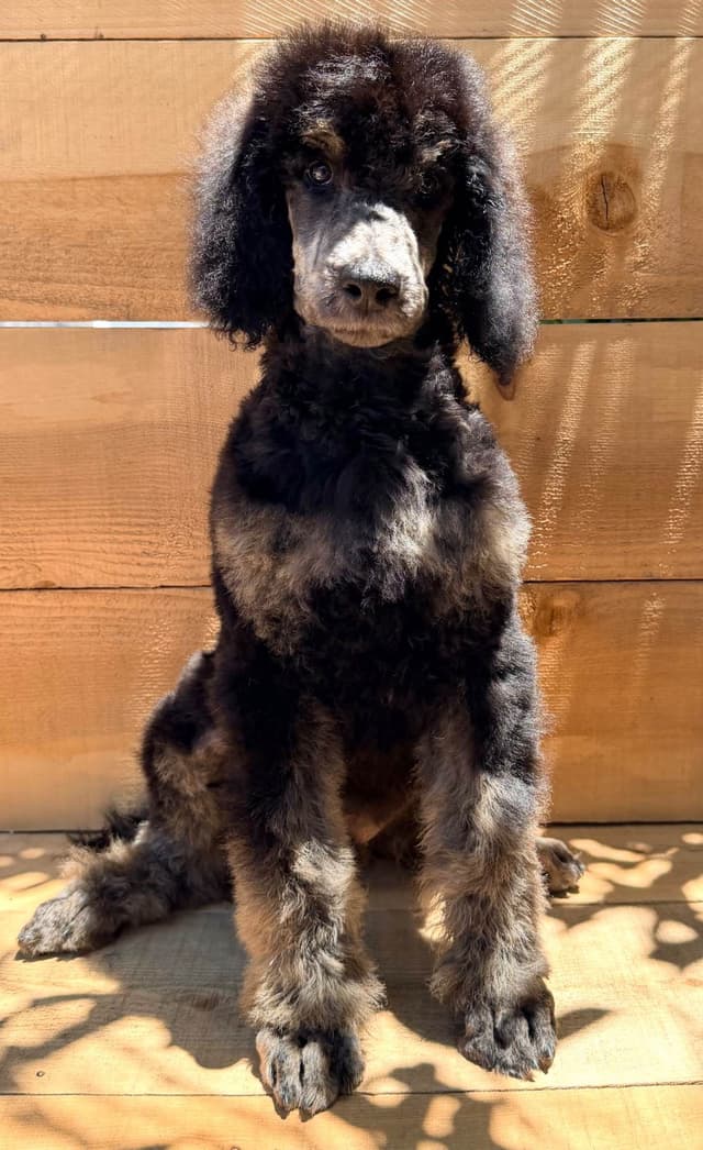 Standard poodle puppies media 5