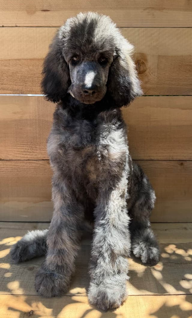 Standard poodle puppies media 4