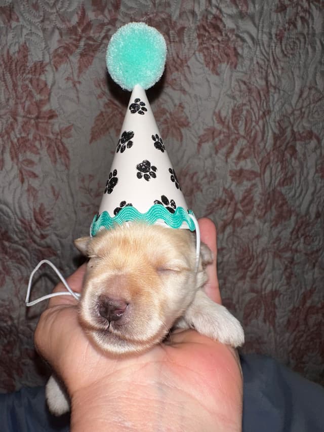 Miniature Schnauzer Puppies media 2