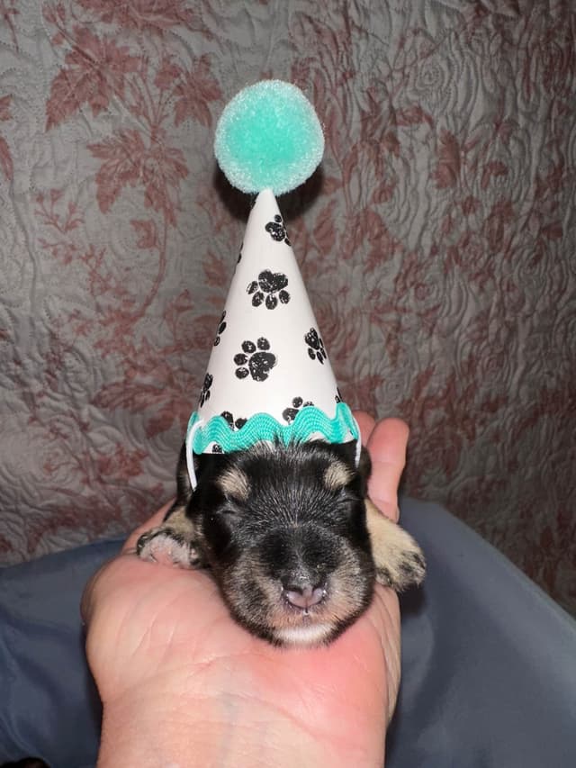 Miniature Schnauzer Puppies media 6