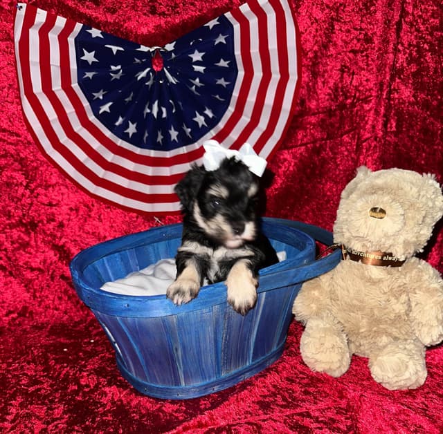 Miniature Schnauzer Puppies media 7