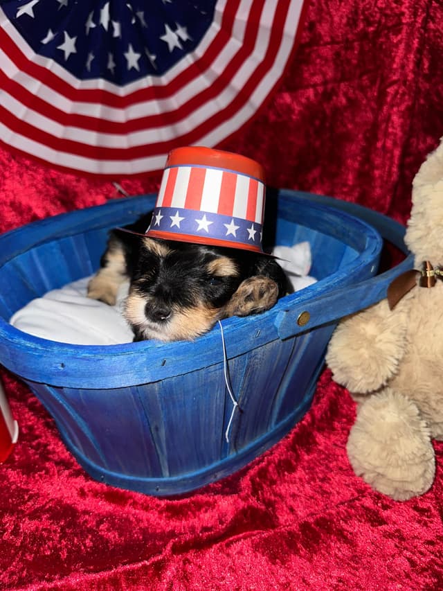 Miniature Schnauzer Puppies media 8