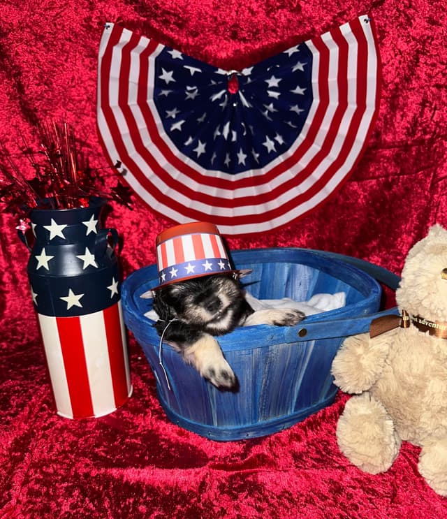 Miniature Schnauzer Puppies media 10