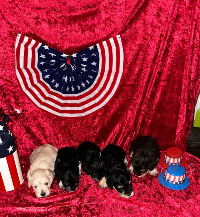 Miniature Schnauzer Puppies media 9