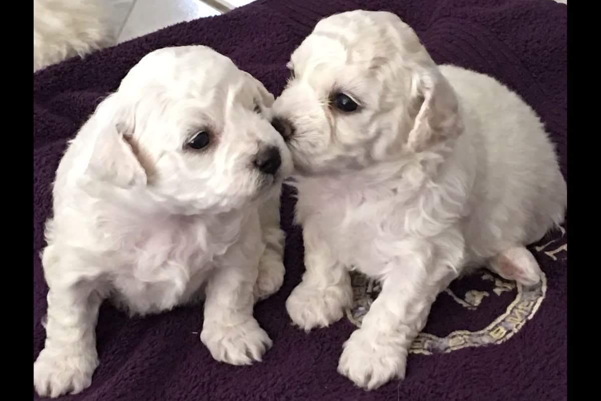 Bichon Frise Puppies breeder image 1