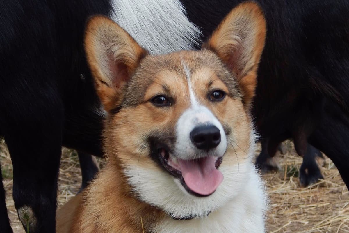 Gorgeous Pembroke Welsh Corgi Puppies with tails! breeder image 4