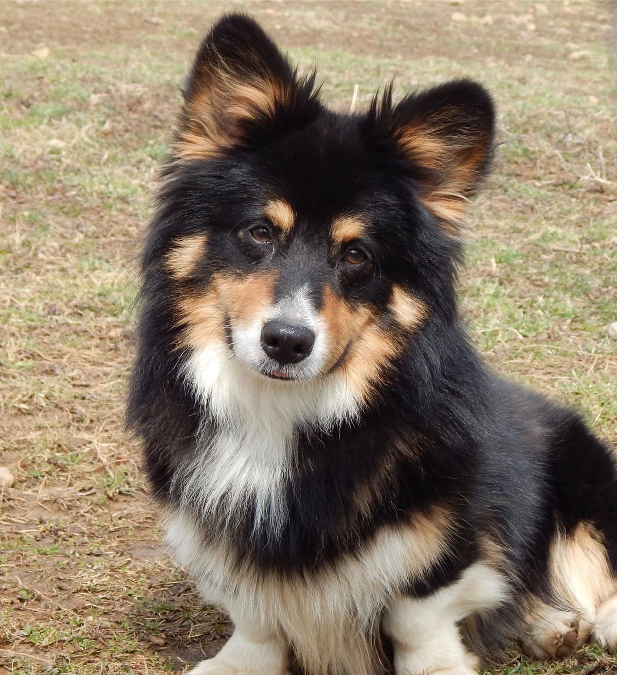 Gorgeous Pembroke Welsh Corgi Puppies with tails! breeder image 5